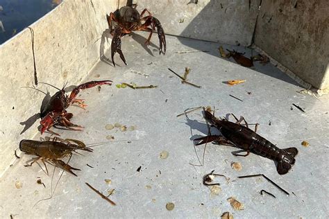 Cbs News Confirms How Grim 2024 Louisiana Crawfish Season Is