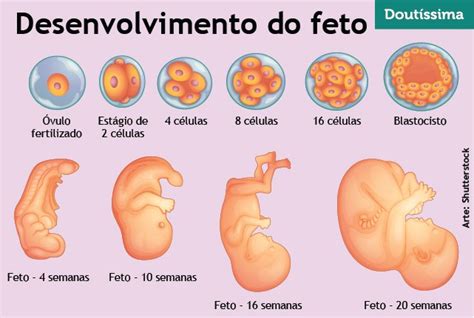 Veja Todas As Fases Do Desenvolvimento Do Feto