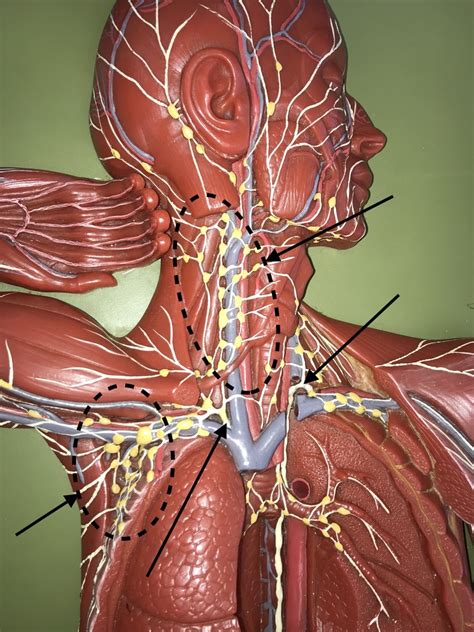 Lymphatic System Model Continued Diagram Quizlet