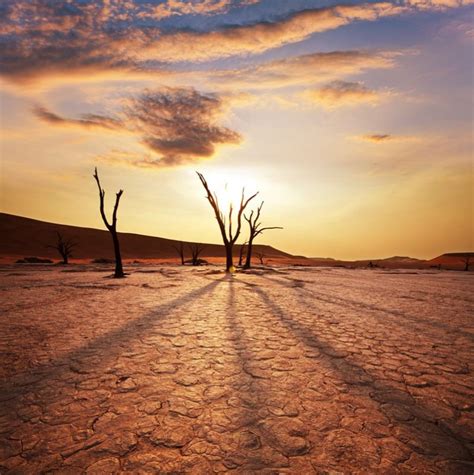 Fashion Thin Vinyl Photography Background Attractive Wilderness Desert