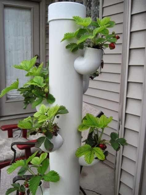 Hydroponic Strawberries Plants | Pinterest