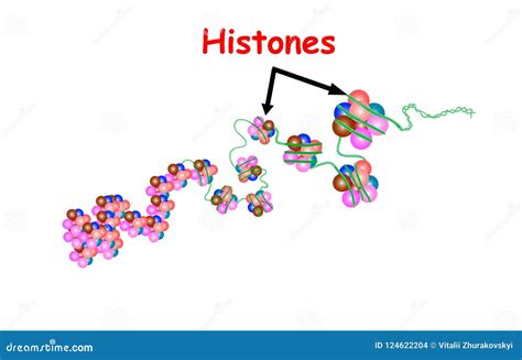 Histone In The Structure Of Dna Genome Sequence Stock Vector