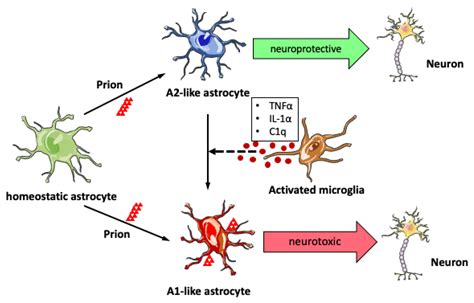 Ijms Free Full Text Neuroinflammation In Prion Disease