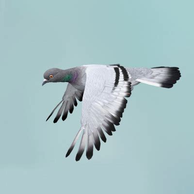 Realistic Flying Pigeon - Loop Flight Animations 3D Model by holylights01