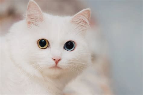 9 Cat Eye Colors And Their Rarity [VIDEO]