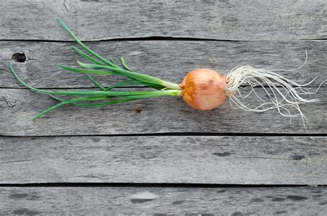 Planting a Sprouted Onion » Easy as Pie