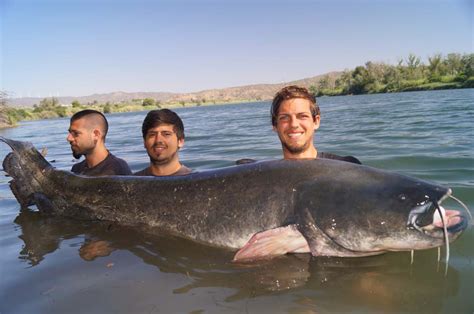 Sommerangeln In Riba Roja De Ebre Mit Extreme Ebrofishing Extreme