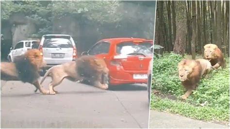 VIRAL Medsos Mobil Ditabrak Singa Di Taman Safari Prigen Pemilik