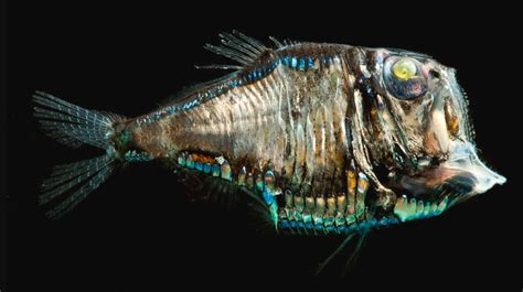 The Fascinating World of the Deep-Sea Hatchetfish