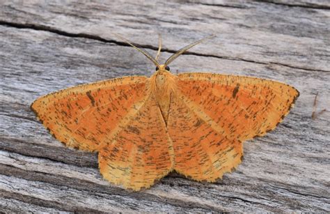 Orange Moth Angerona Prunaria Suffolk Moths The Macro And Micro