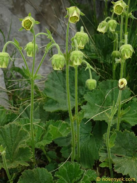 Image Collection Of Wild Vascular Plants Geum Bulgaricum