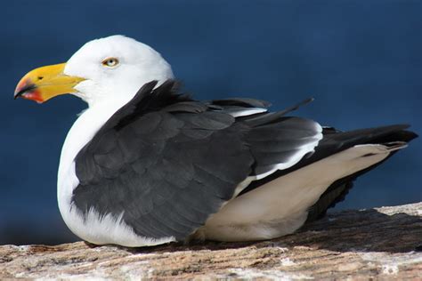 Australian Albatros Eyre Peninsula Australia Large Seabird Flickr