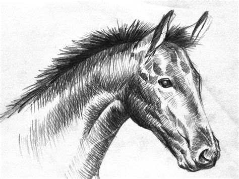 Animals Wallpapers: black and white horse drawings