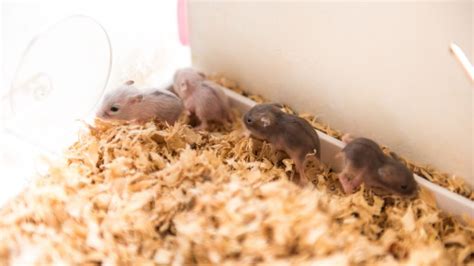 How To Care For Baby Hamsters: Beginner's Guide | wood hamster cage