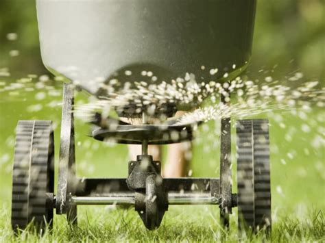 How To Make Centipede Grass Thicker And Fuller Lawn Model