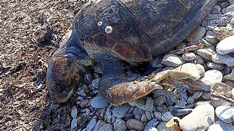 В Средиземном море черепахи стали жертвами пластикового загрязнения