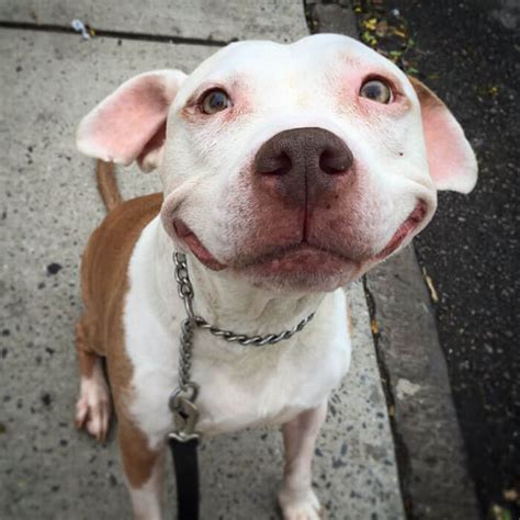 Adorable Pit Bull Can't Stop Smiling After Being Rescued From The Street