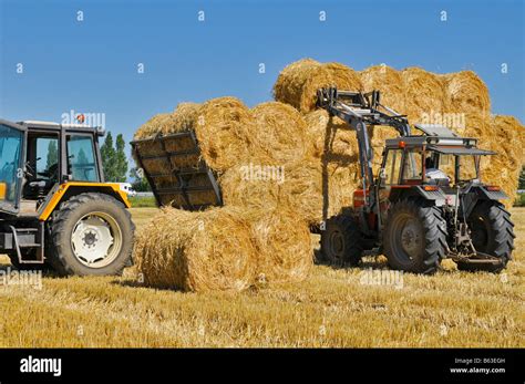 Harvest Tractor Loading Round Straw Bales On A Trailer Stock Photo Alamy