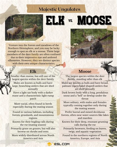 Elk vs. Moose: Distinguishing Between Elk and Moose • 7ESL