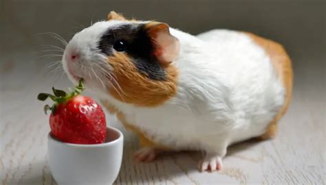 Saiba O Que Seu Porquinho Da Ndia Pode Comer Vivendo Agro