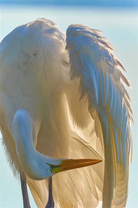 Preening Great Egret With Full Breeding Colors Preening Great Egret in ...