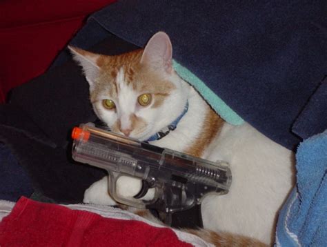 Kitten with gun - Picture | eBaum's World