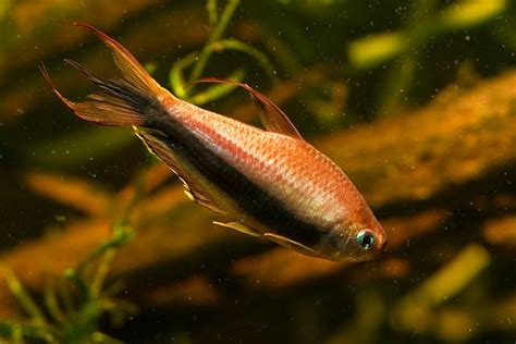 Emperor Tetra Care Guide Your Aquarium Place