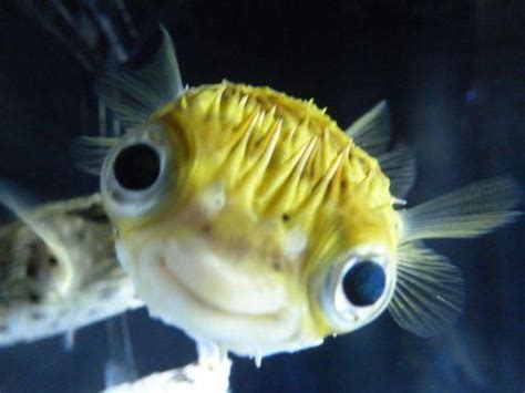 Adorable baby puffer fish. : r/aww