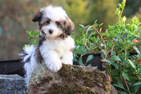 Rules of the Jungle: Havanese puppies