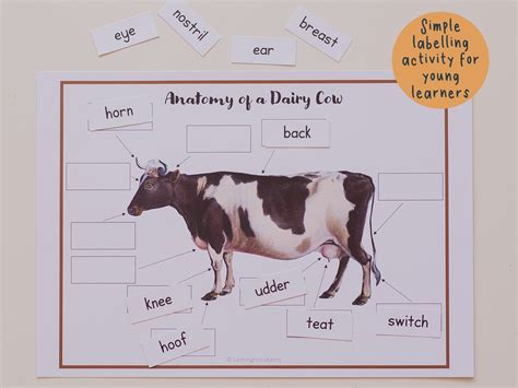 Anatomy Of A Dairy Cow Label The Diagram Fill In The Blanks For Younger