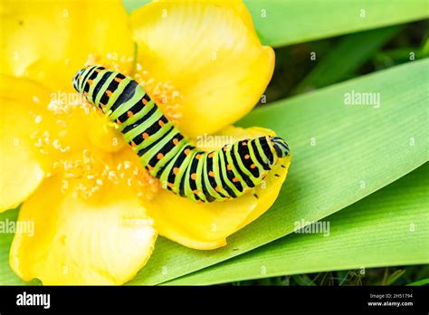 Caterpillar of an old world swallowtail Stock Photo - Alamy