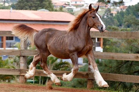 Algumas Curiosidades Sobre O Cavalo Bret O