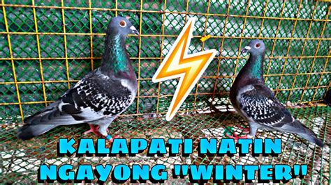 WINTER WARRIORS KALAPATI NA ILALABAN NATIN SA DARATING WINTER O NDR