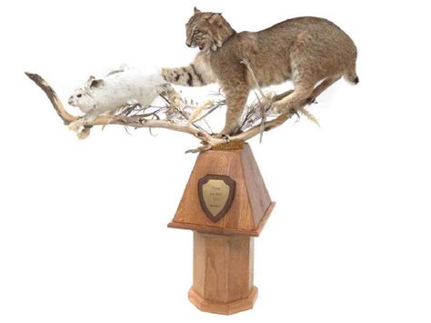 Maine Bobcat And Hare Full Body Trophy Mount With Oak