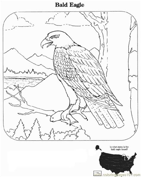 Bald Eagle Coloring Pages Printable At Free Printable Colorings Pages To