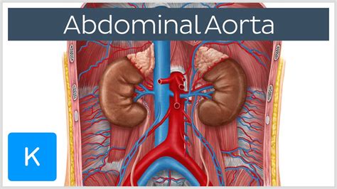 Abdominal Aorta Anatomy