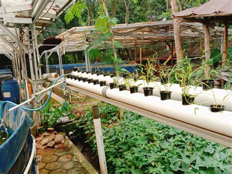 Lahan Kebun Terbatas Mahasiswa Kkn Undip Cetuskan Sistem Aquaponik