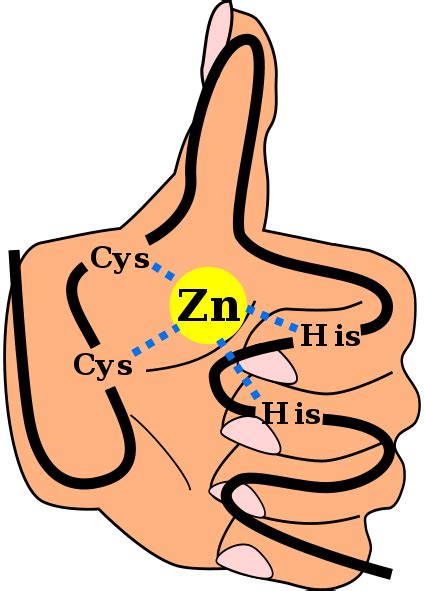 Fingers De Zinc Structure Classification Fonction Learnaboutworld