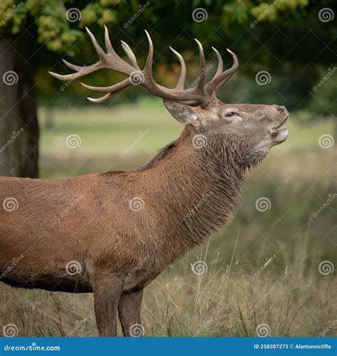 Portrait Of A Red Deer Stag Stock Image Image Of Autumn Stag 258387273