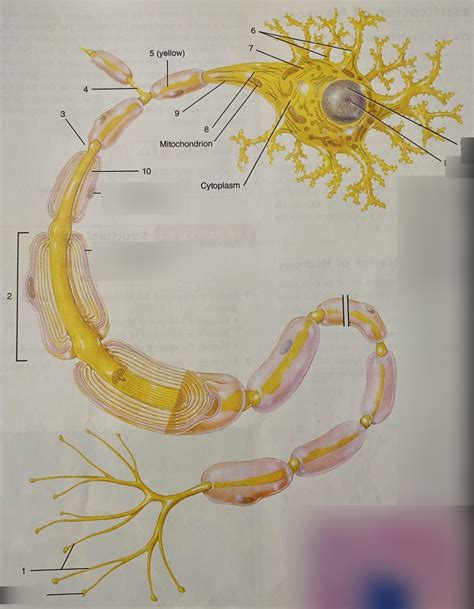 Parts Of Motor Neuron Diagram Quizlet