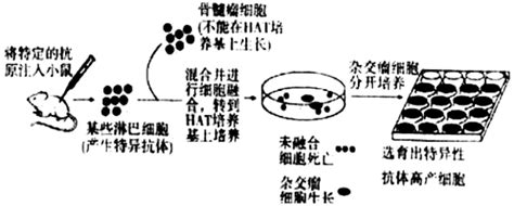 如图是单克隆抗体制备流程阶段示意图．1动物细胞培养技术是单克隆抗体技术的基础．2根据培养基的用途分类图中hat培养基属于选择培养基