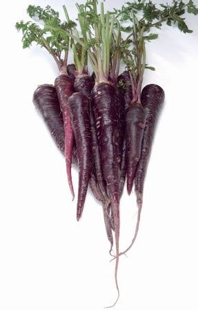 Purple Carrot seed | BELL Garden Company,Wholesale Plant seeds,Alive ...