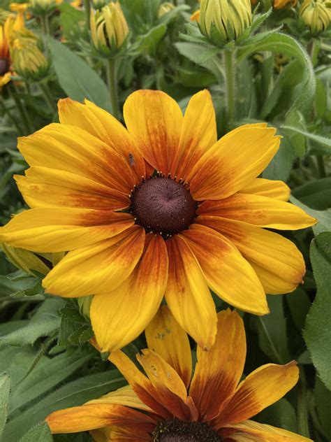 Rudbeckia ‘Sunbeckia Luna’ | Proctors Nursery
