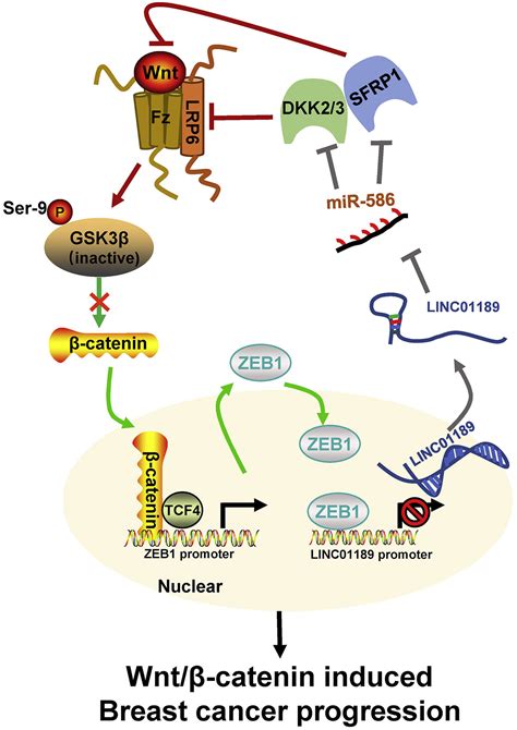 Linc01189 Mir 586 Zeb1 Feedback Loop Regulates Breast Cancer Progression Through Wntβ Catenin