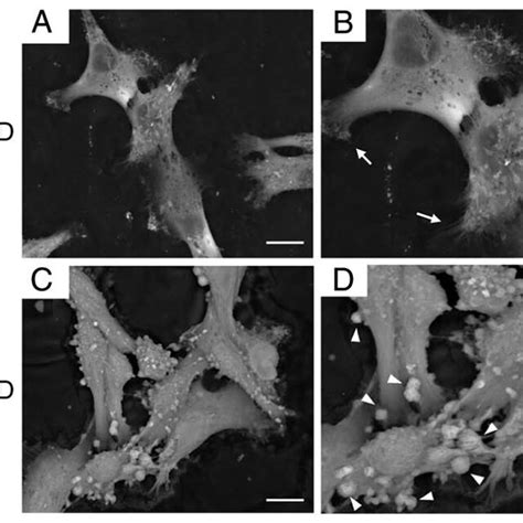 Two Dimensional Low Vacuum Scanning Electron Microscopy Of Wound