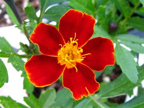 Marigold Scarlet Starlet Seeds Certified Organic Garden Hoard