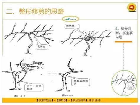 猕猴桃整形修剪图解，最值得收藏！思路