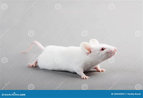 Laboratory mouse stock image. Image of medical, rodent - 20434593