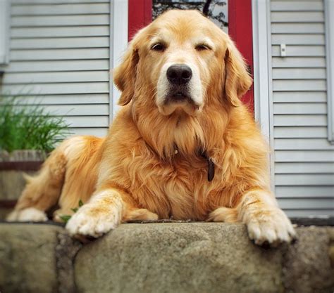 Golden Retriever Shedding - How Much and How to Get Control