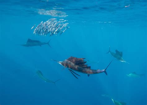 What's the Difference Between Sailfish and Swordfish? - American Oceans